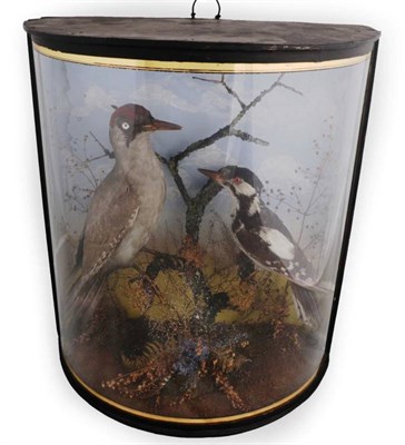 Lot 2192 - Taxidermy: A Cased Green Woodpecker & Great Spotted Woodpecker, by John Cooper & Son's, 28...
