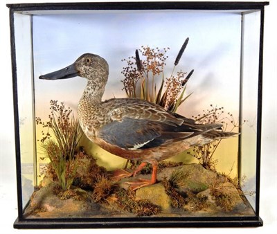 Lot 2193 - Taxidermy: A Victorian Cased Northern Shoveler Duck (Anas clypeata), by A.S. Hutchinson of...
