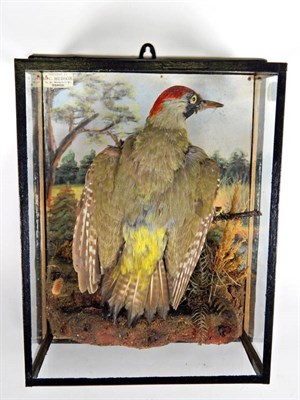 Lot 2194 - Taxidermy: A Victorian Cased Green Woodpecker (Picus viridus), by H.C. Hudson, 18 St Margaret's...