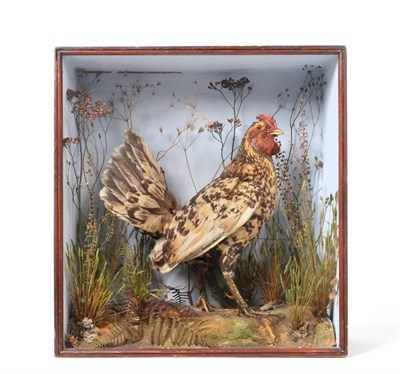 Lot 2195 - Taxidermy: A Victorian Cased Spangled Hamburg Bantam Cockerel, by John Pear, All Saints Green,...