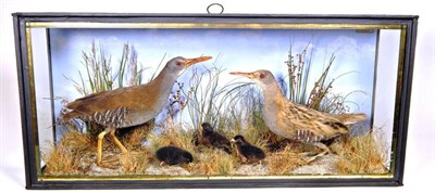 Lot 2196 - Taxidermy: A Cased Pair of Water Rail (Rallus aquaticus), by John Cooper, 28 Radnor Street, St...