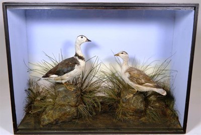Lot 2197 - Taxidermy: A Late Victorian Case of Cotton Pygmy Geese (Nettapus coromandelianus), circa 1880-1900