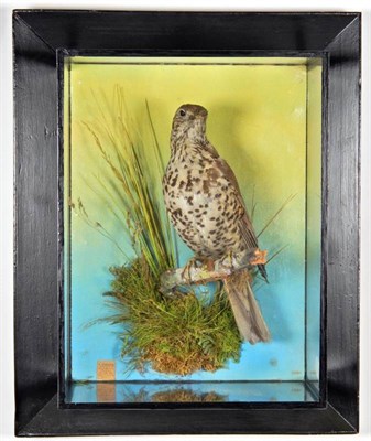 Lot 2198 - Taxidermy: A Victorian Wall Cased Mistle Thrush (Turdus viscivorous), by James Gardner, 29,...