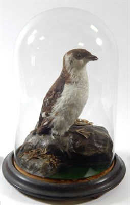 Lot 2199 - Taxidermy: A Victorian Little Auk (Alle alle), by T.E. Gunn, 86 St Giles Street, Norwich,...