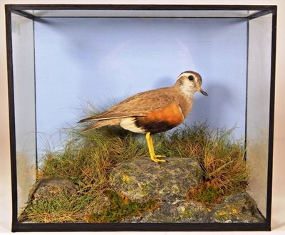 Lot 2200 - Taxidermy: A Cased Eurasian Dotterel (Charadrius morinellus), full mount female stood upon a...