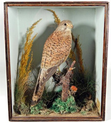 Lot 2202 - Taxidermy: A Victorian Cased Common Kestrel (Falco tinnunculus), circa 1865, by T. Ellis,...