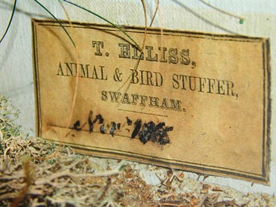 Lot 2202 - Taxidermy: A Victorian Cased Common Kestrel (Falco tinnunculus), circa 1865, by T. Ellis,...