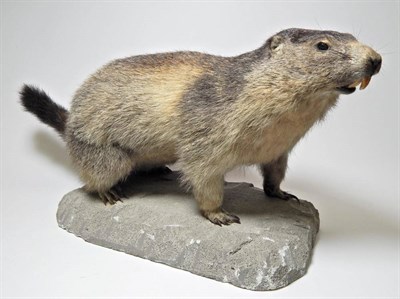 Lot 2204 - Taxidermy: Alpine Marmot (Marmota marmota), circa late 20th century, full mount stood upon all four