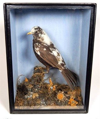 Lot 2207 - Taxidermy: A Victorian Cased Pied Blackbird (Turdus merula), by E.P. Kerrison, Charles Street,...