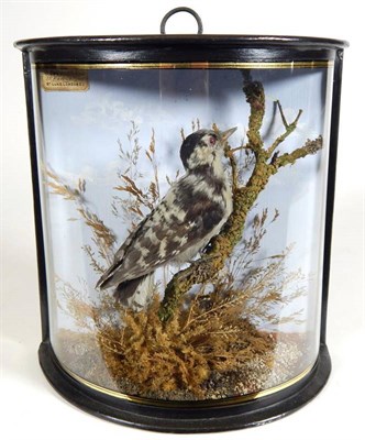 Lot 2208 - Taxidermy: A Cased Lesser Spotted Woodpecker (Dendrocopos minor), by John Cooper & Sons, 28...
