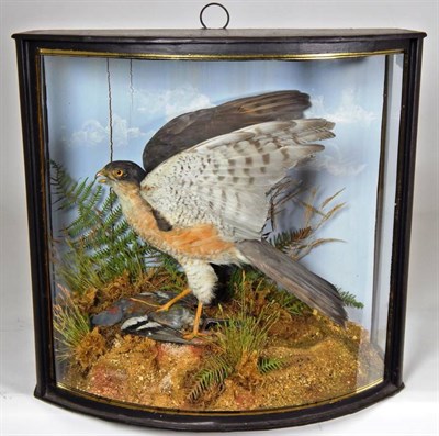Lot 2209 - Taxidermy: A Cased Sparrowhawk (Accipter nisus), by John Cooper & Sons, 28 Radnor Street, St...