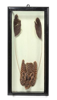 Lot 2210 - Taxidermy: A Cased Standard-Winged Nightjar (Caprimulgus longipennis), circa early 20th century, by