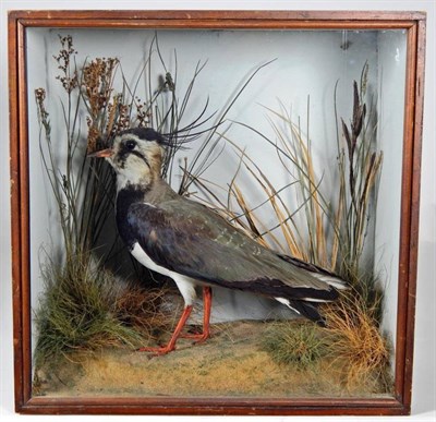 Lot 2211 - Taxidermy: A Victorian Cased Northern Lapwing (Vanellus vanellus), circa 1838-1906, by J. A....