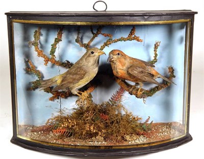 Lot 2212 - Taxidermy: A Cased Pair of Parrot Crossbills (Loxia pytopsittacus), by John Cooper & Sons, 28...