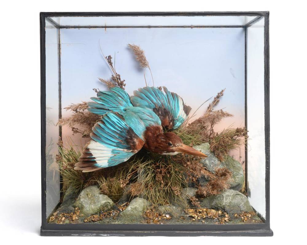 Lot 2213 - Taxidermy: A Victorian Cased White-Throated Kingfisher (Halcyon smyrnensis), by Rowland Ward,...
