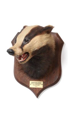 Lot 2214 - Taxidermy: A Eurasian Badger Mask (Meles meles), circa Oct 02nd 1943, by Peter Spicer & Sons,...
