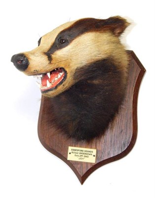 Lot 2214 - Taxidermy: A Eurasian Badger Mask (Meles meles), circa Oct 02nd 1943, by Peter Spicer & Sons,...