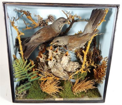 Lot 2215 - Taxidermy: A Victorian Cased Diorama of Fieldfares (Turdus pilaris), a pair of full mounts...