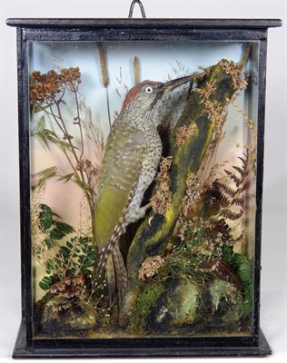 Lot 2216 - Taxidermy: A Cased Iberian Green Woodpecker (Picus sharpei), by G. Masters Jnr, 107 Oakley...