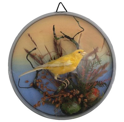 Lot 2217 - Taxidermy: A Wall Domed Late Victorian Yellow Canary (Serinus canaria domestica), a full mount...