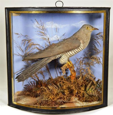 Lot 2219 - Taxidermy: A Cased European Cuckoo (Cuculus canorus), by John Cooper & Sons, 28 Radnor Street,...