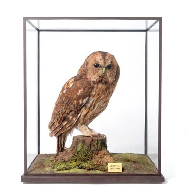 Lot 2221 - Taxidermy: A Cased Tawny Owl (Strix aluco), circa 1925-1946, by Rowland Ward, 167 Piccadilly,...