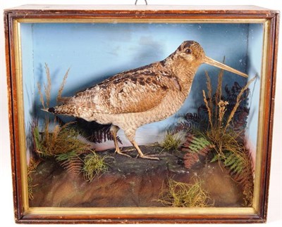 Lot 2222 - Taxidermy: A Victorian Cased Woodcock (Scolopax), circa 1838-1906, by J. A. Cole, Castle...