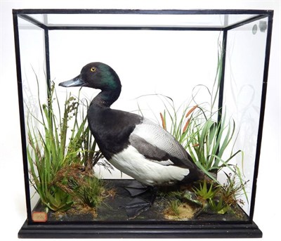 Lot 2223 - Taxidermy: A Cased Greater Scaup Duck (Aythya marila), circa 1906, by W. Lowne, Fuller's Hill...