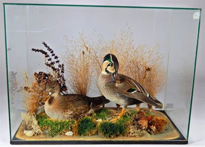 Lot 2224 - Taxidermy: A Modern Cased Pair of Baikal Teal (Sibirionetta formosa), by R.C. Hussey...