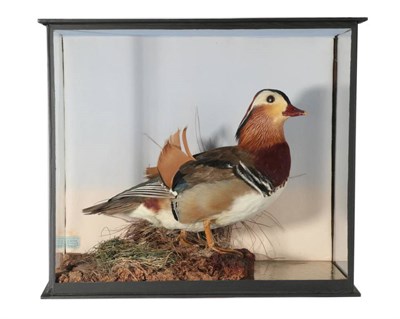 Lot 2225 - Taxidermy: A Cased Mandarin Duck (Aix galericulata), circa 1900, by B. Bates, Naturalist, 2...