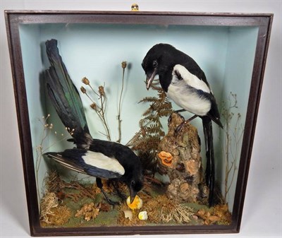 Lot 2226 - Taxidermy: A Late Victorian Cased Pair of Magpies (Pica pica), a pair of full mounts, one...