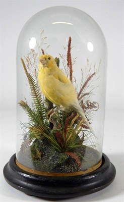 Lot 2227 - Taxidermy: A Late Victorian Yellow Canary (Serinus canaria domestica), 1870-1913, by Walter...