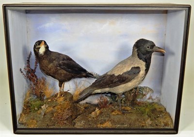 Lot 2228 - Taxidermy: A Cased Hooded Crow and Leucistic Carrion Crow, by W.A. Macleay & Sons, Church...