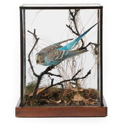 Lot 2229 - Taxidermy: An Edwardian Cased Blue Budgerigar (Melopsittacus undulatus), by Charles Kirk, 156...