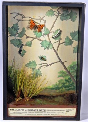 Lot 2230 - Natural History: A Cased life Cycle of The Magpie or Currant Moth (Abraxas grossulariata), by...