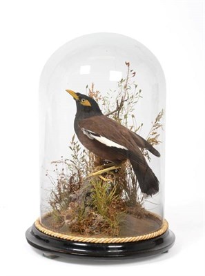 Lot 2231 - Taxidermy: A Victorian Common Myna (Acridotheres tristis), by T. Roberts, 33 Cattle Market...
