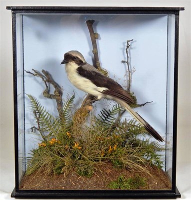 Lot 2232 - Taxidermy: A Cased Lesser Grey Shrike (Lanius minor), modern, by John Burton, Taxidermist,...