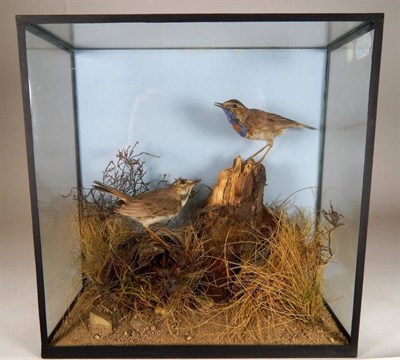 Lot 2233 - Taxidermy: A Cased Pair of Blue Throats (Luscinia svecica), a pair of full mounts, both perched...
