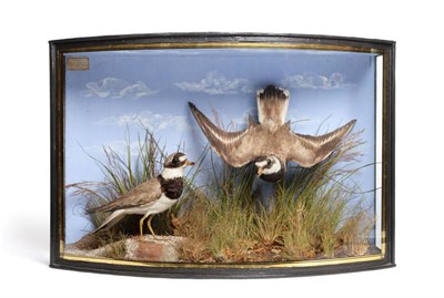 Lot 2234 - Taxidermy: A Cased Pair of Common Ringed Plover (Charadrius hiaticula), by John Cooper, 28...
