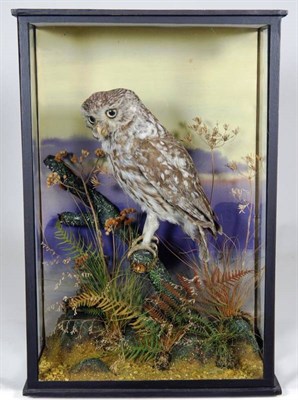 Lot 2235 - Taxidermy: A Cased Little Owl (Athene noctua), by William Farren, 1862-1965, 76 Regent Street,...