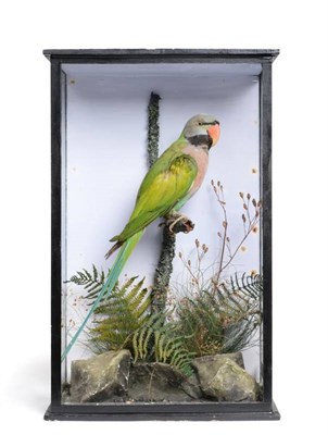 Lot 2236 - Taxidermy: A Late Victorian Cased Derbyan Parakeet (Psittacula derbiana), by William Farren, 76...