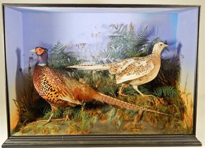 Lot 2237 - Taxidermy: A Victorian Cased Pair of Ring-Necked Pheasants (Phasianus colchicus), by Thomas...