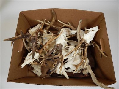 Lot 2238 - Antlers/Horns: Assorted European Deer Antlers, circa late 20th century, to include European...