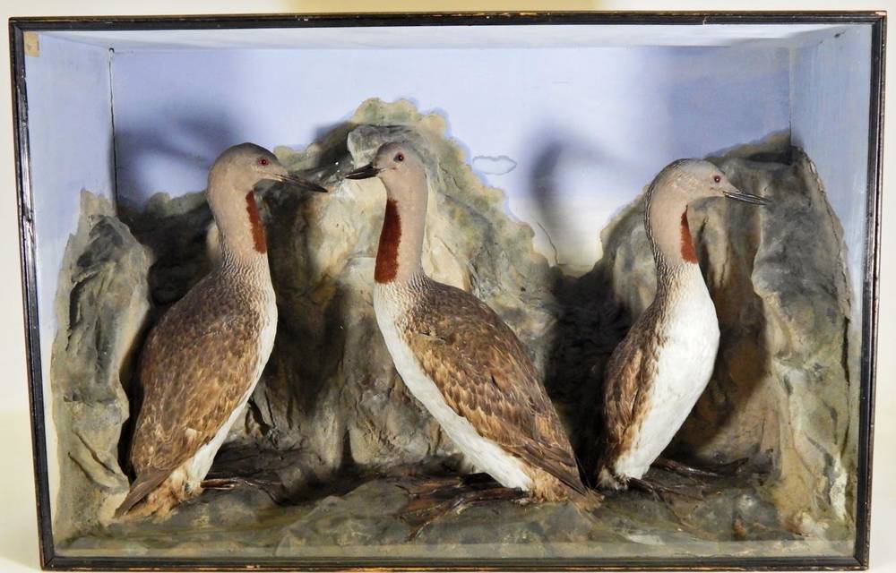 Lot 2240 - Taxidermy: A Large Victorian Cased Trio of Red-Throated Diver's (Gavia stellata), by Samuel...
