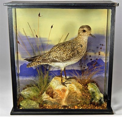 Lot 2241 - Taxidermy: A Victorian Cased Golden Plover (Pluvialis apricaria), by William Farren, 76 Regent...