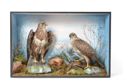 Lot 2242 - Taxidermy: A Victorian Cased Pair of Common Buzzards (Buteo buteo), by James Gardner, Naturalist by