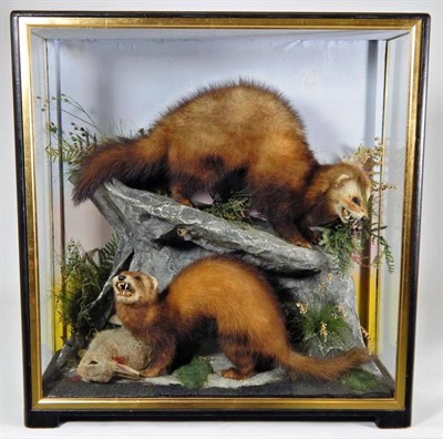 Lot 2243 - Taxidermy: A Victorian Cased Pair of Polecats (Mustela putorius), by James Hutchings,...