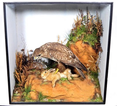 Lot 2245 - Taxidermy: A Large Victorian Cased Common Buzzard (Buteo buteo), by T.E. Gunn, 86 St Giles...