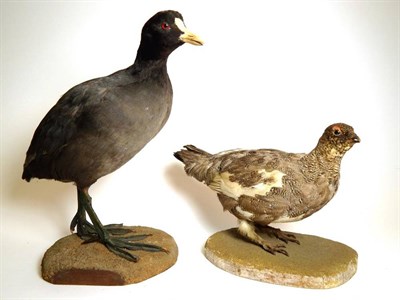 Lot 2247 - Taxidermy: A Mid 20th Century Eurasian Coot and Female Grouse, by Rowland Ward Ltd, 64/65 Grosvenor