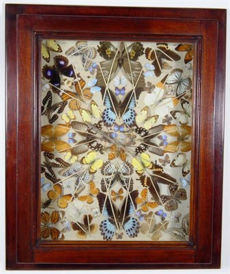 Lot 2249 - Entomology: A Wall Case of Various Butterflies, Moths and Insects, a varied display of Asian...